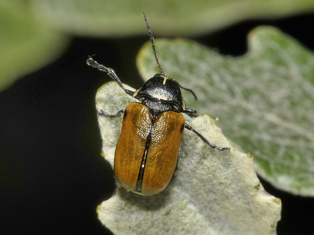 Cryptocephalus variegatus, Chrysomelidae